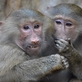 Život v Zoo Liberec se pomalu vrací do obvyklých kolejí